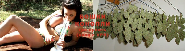 сатива Кущёвская